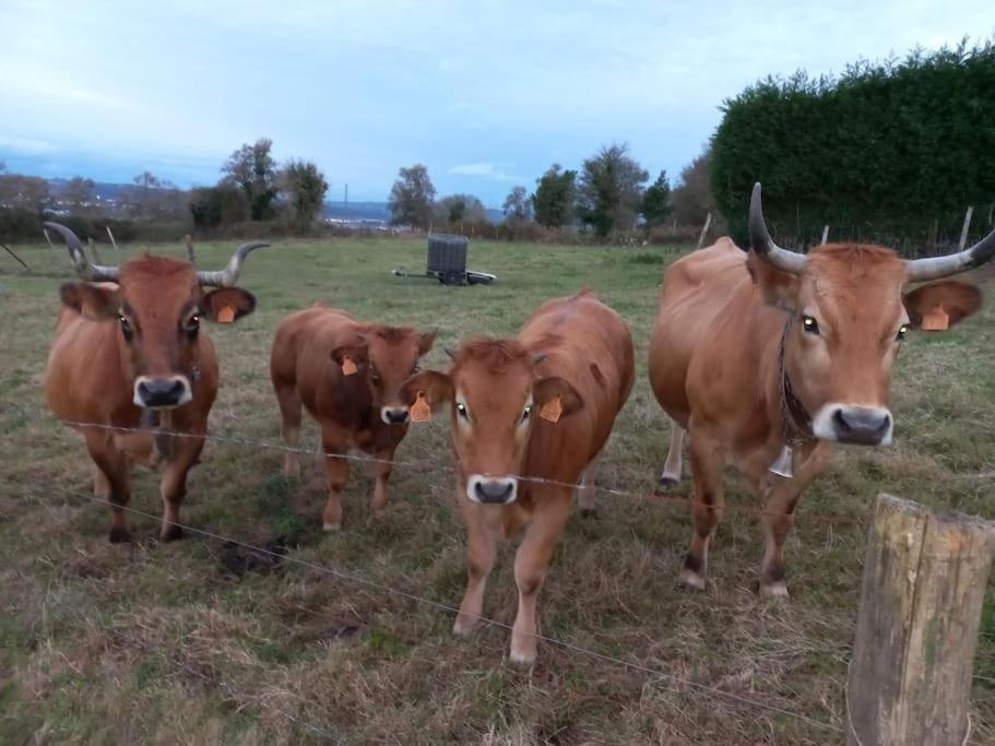 Casa Con Finca En Oviedo El Casero المظهر الخارجي الصورة